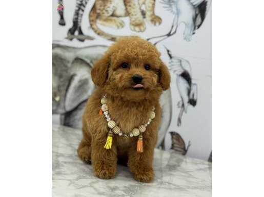 ORJİNAL MALTİPOO YAVRULARIMIZ