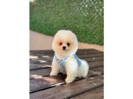 ORJİNAL POMERANİAN 