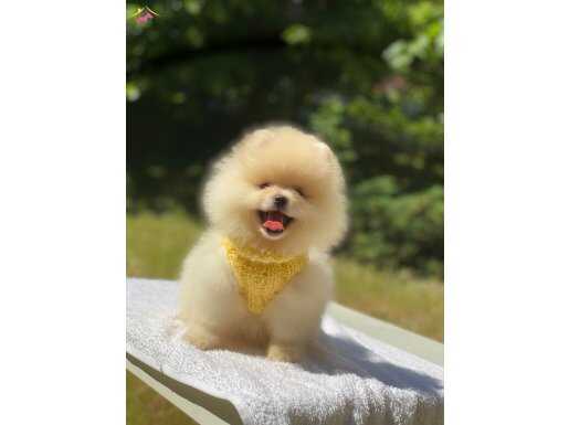 IRK GARANTİLİ POMERANİAN 