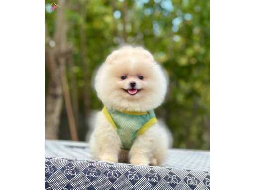 POMERANİAN 