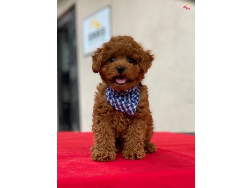 ORJİNAL TOY POODLE 