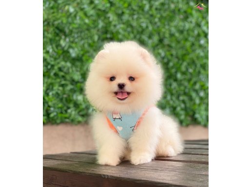 ORJİNAL POMERANİAN 