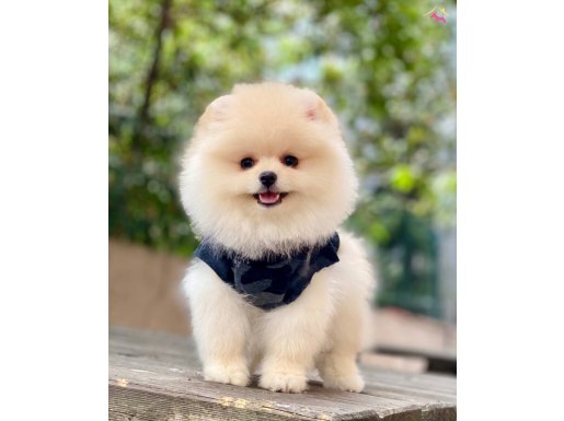 ORJİNAL POMERANİAN 