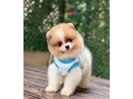 ORJİNAL POMERANİAN 