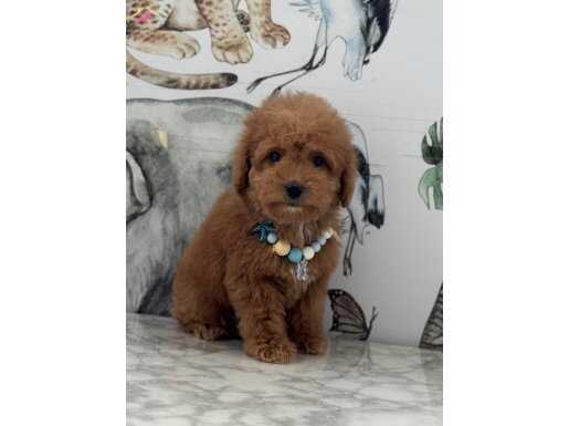 ORJİNAL MALTİPOO 