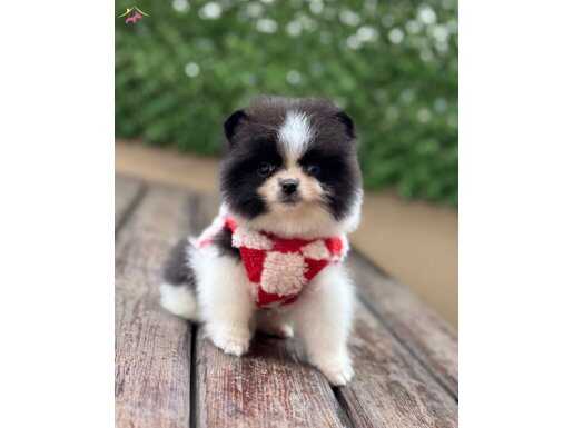 ORJİNAL POMERANİAN 