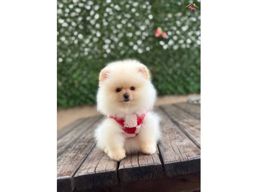 ORJİNAL POMERANİAN 