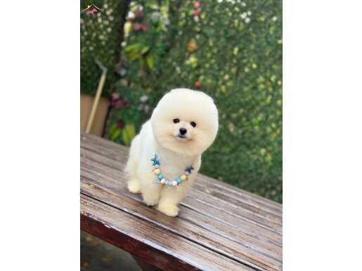 ORJİNAL POMERANİAN 
