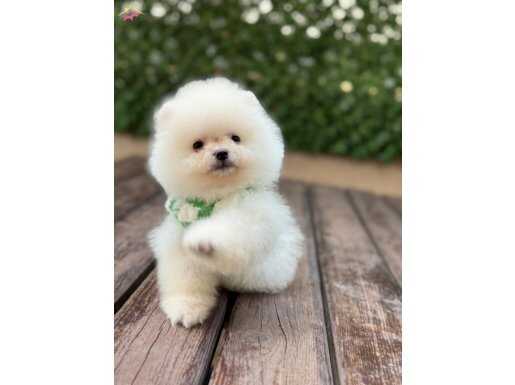 ORJİNAL POMERANİAN 