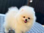 POMERANİAN POO