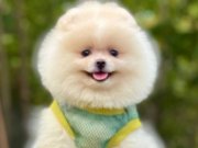 POMERANİAN 