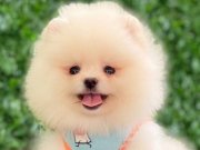 ORJİNAL POMERANİAN 