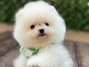 ORJİNAL POMERANİAN 