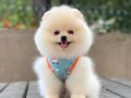 POMERANİAN