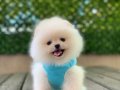 POMERANİAN 