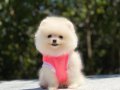 POMERANİAN 