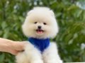 POMERANİAN 