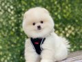 POMERANİAN 