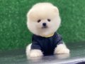 POMERANİAN 