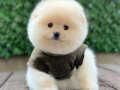 POMERANİAN 