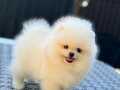 POMERANİAN POO