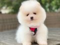 POMERANİAN 