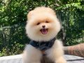 POMERANİAN 