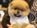 POMERANİAN BOO