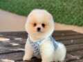 ORJİNAL POMERANİAN 