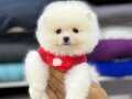 POMERANİAN 