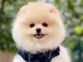 POMERANİAN 
