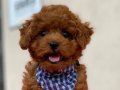 ORJİNAL TOY POODLE 