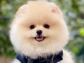 ORJİNAL POMERANİAN 