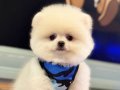 POMERANİAN 