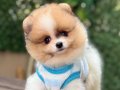 ORJİNAL POMERANİAN 