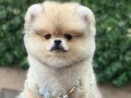 POMERANİAN 