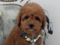 ORJİNAL MALTİPOO 