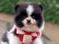 ORJİNAL POMERANİAN 