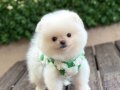 ORJİNAL POMERANİAN 