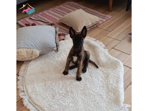 Belçika kurdu 5 adet aşı oldu safkan yerim olmadığı için ver