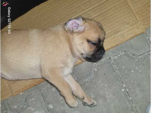 Pug 45 günlük dişi
