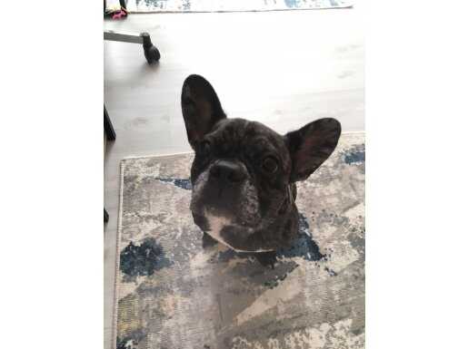 1 YAŞ 9 AYLIK MERLE FRANSIZ BULLDOG