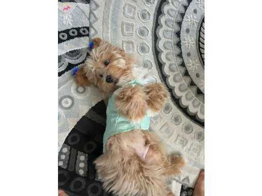 5 aylık maltipoo erkek köpek