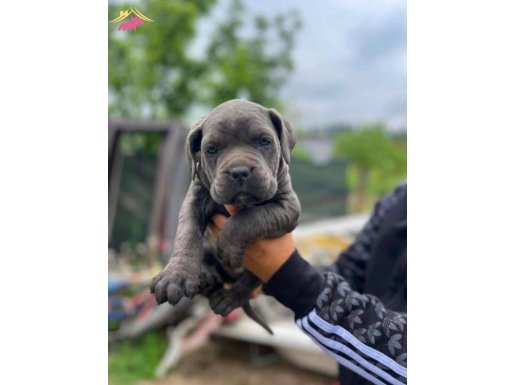 cane corsa