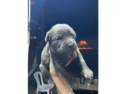 cane corsa