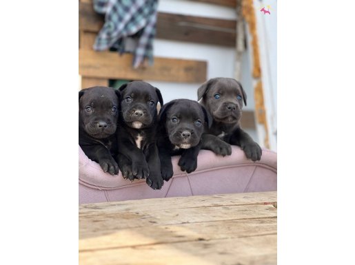 cane corsa