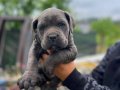 cane corsa