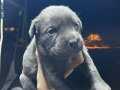 cane corsa