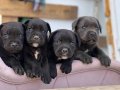 cane corsa