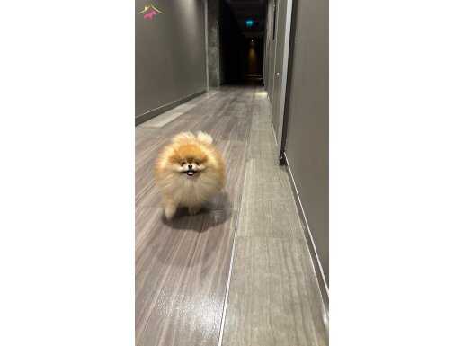 Safkan boo pomeranian 2 yaş ithal